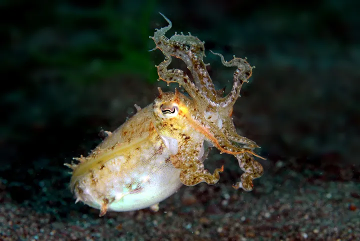 A Cuttlefish with its arms splayed