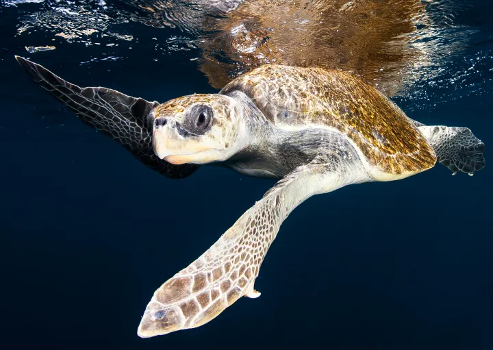 a loggerhead turtle swimming