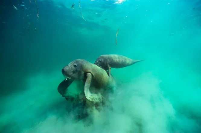 A female manatee and her calf are captured on film foraging in seagrass off the coast of Brazil.