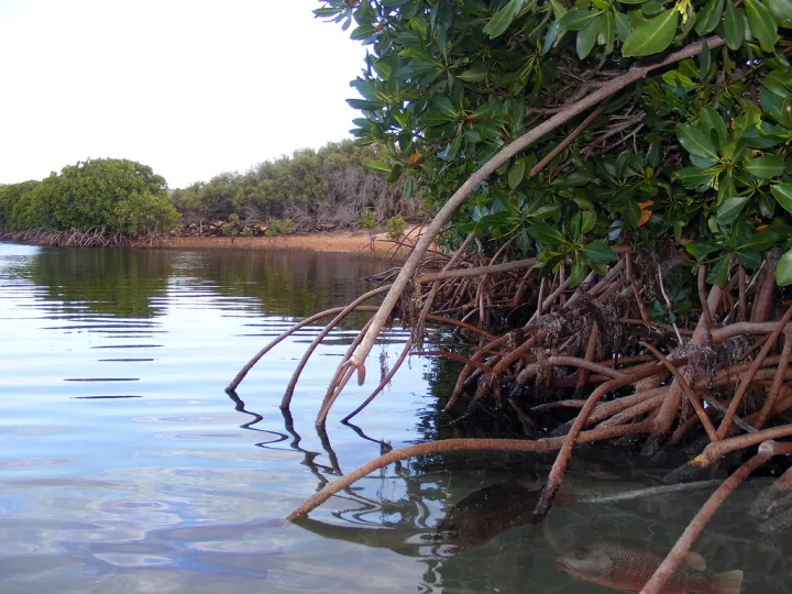 Atmospheric carbon is captured by coastal mangroves, seagrasses and salt marshes at a rate five times faster than tropical forests. 