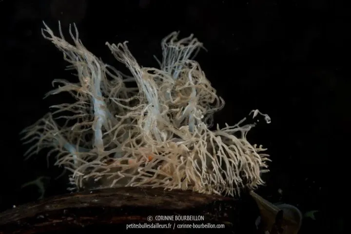 A veiny white mass sits against a black background 