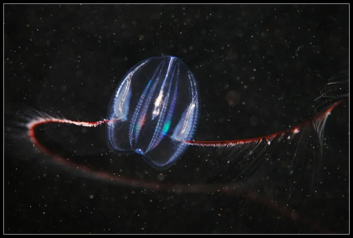 A translucent arctic comb jelly. 