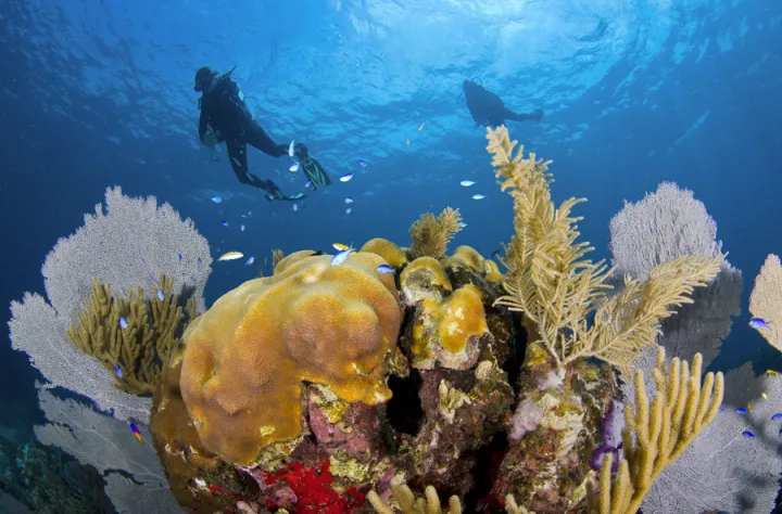 A healthy, thriving coral reef in the Caribbean Sea.