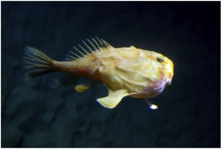 A photo of an anglerfish