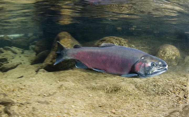 An adult coho salmon swimming. 