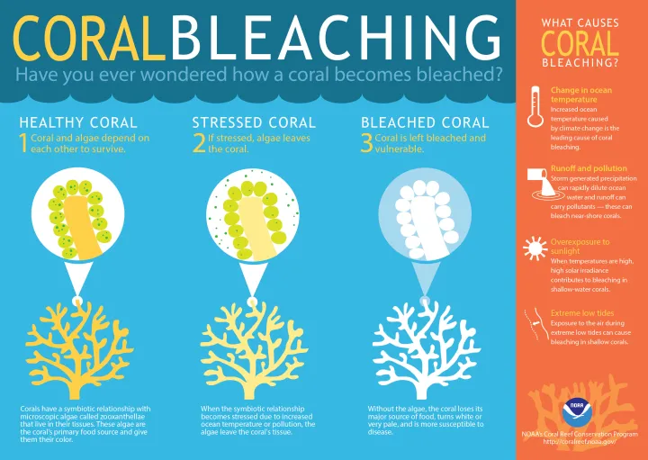 A graphic explaining coral bleaching