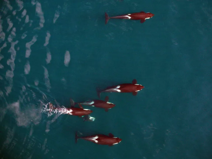 A pod of killer whales from above.