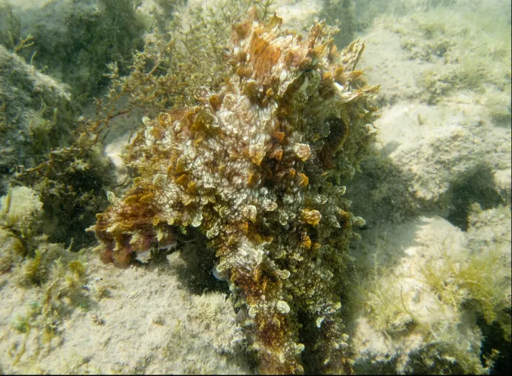 This day octopus (Octopus cyanea) has shaped itself like seagrass or some coral so hide from predators or stalk prey.