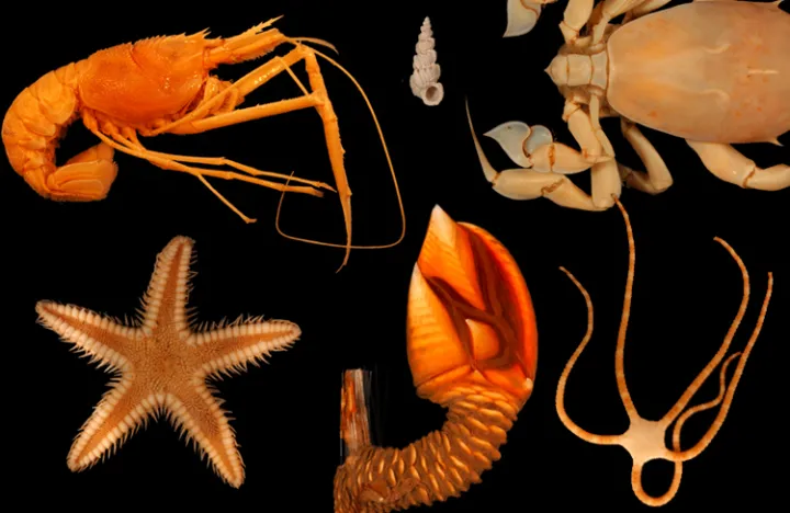 Photo collage of six species of invertebrates.