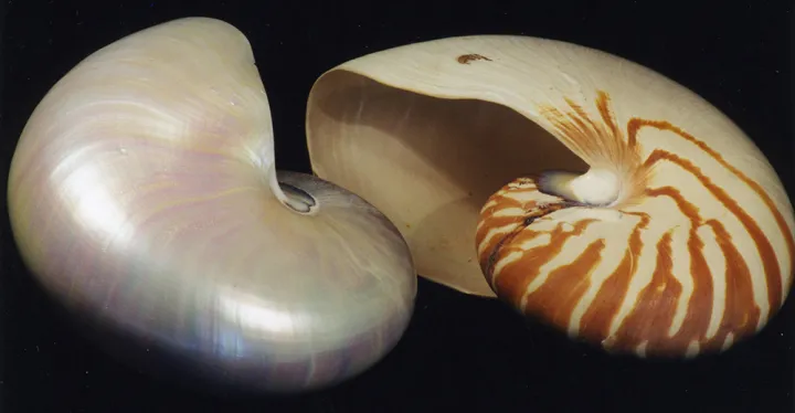 Pearly nacre of a nautilus shell