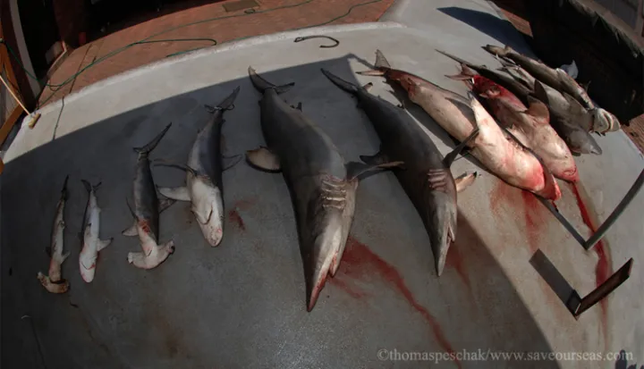 Dead sharks caught in fish net.