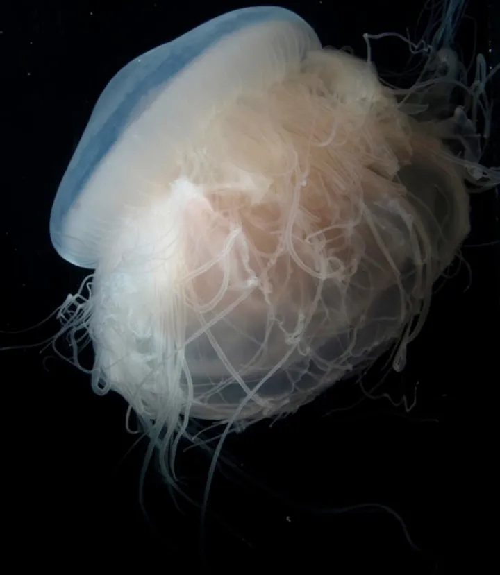 Pink meanie jellyfish