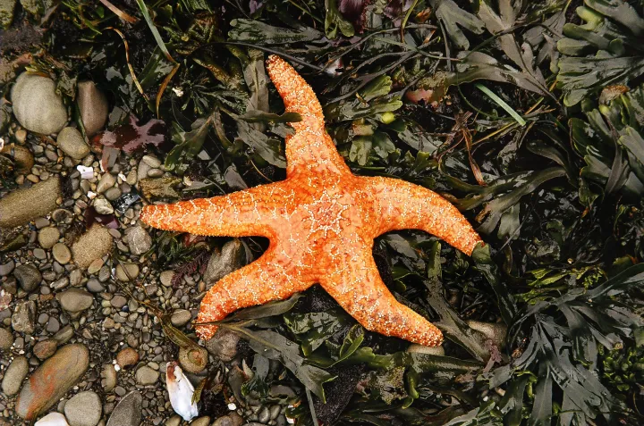 an orange sea star a top seaweed
