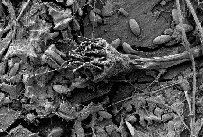 A tiny piece of plastic photographed by a scanning electron micrograph. 