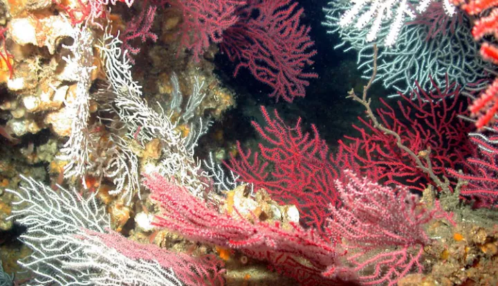 These deep-sea corals at the Madison-Swanson Marine Reserve are protected, along with the marine life they harbor. 