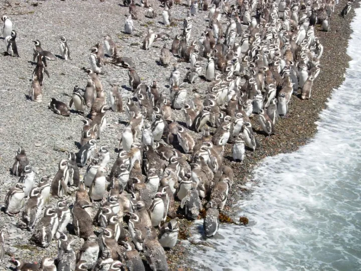 Magellanic penguins on the beach in Punta Tombo, Argentina