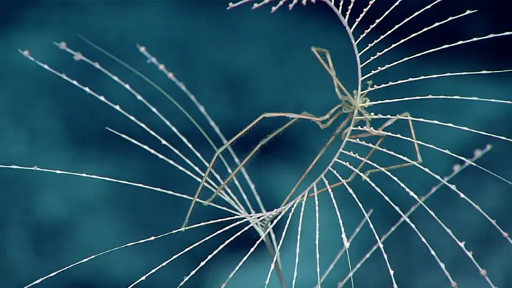 A giant sea spider on octocoral