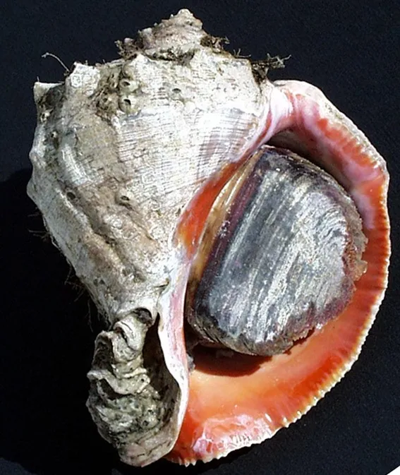 Image of a rapa whelk, a large marine snail retreated into its shell