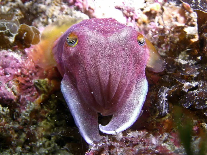 A purple cuttlefish