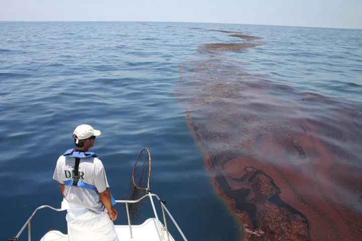 Mark Dodd, a wildlife biologist from Georgia's Department of Natural Resources, surveying oiled sargassum seaweed in the Gulf of Mexico after the Deepwater Horizon oil spill in 2010.
