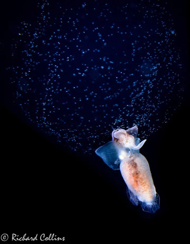 a sea angel spawns a cloud of eggs
