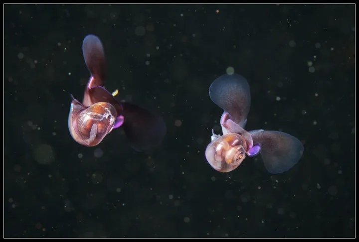 A pair of sea butterflies float in the Arctic ocean. 