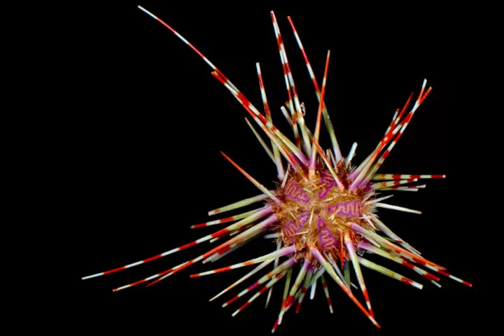 a colorful sea urchin with red and white striped spikes