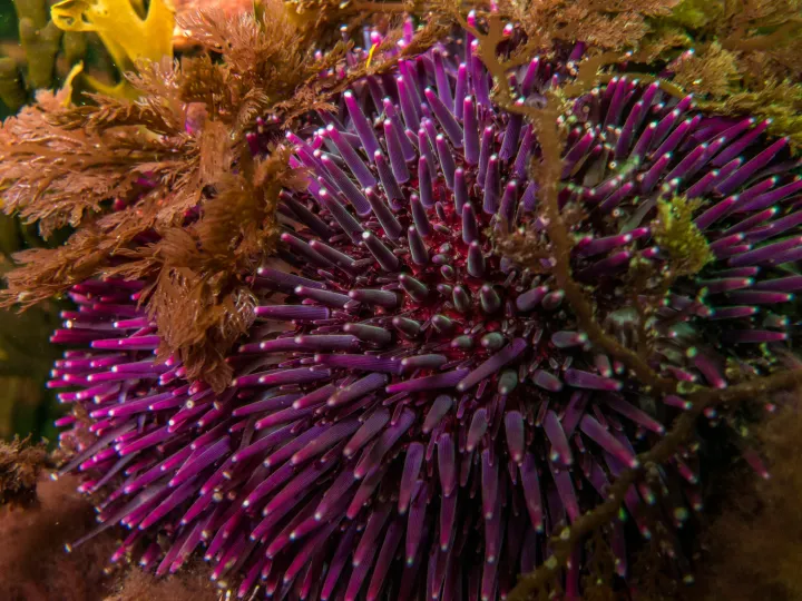 a violet sea urchin