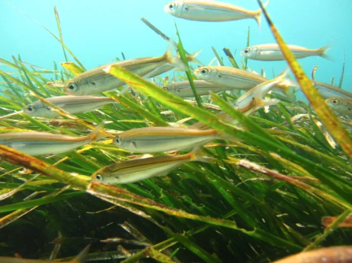 Neptune grass (Posidonia oceanica) is a slow-growing and long-lived seagrass native to the Mediterranean.