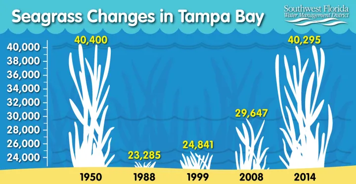 Infographic showing changes in Tampa Bay seagrass cover over time. 