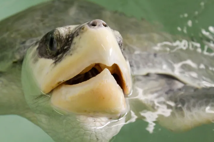 a sea turtle comes up for a breath of air