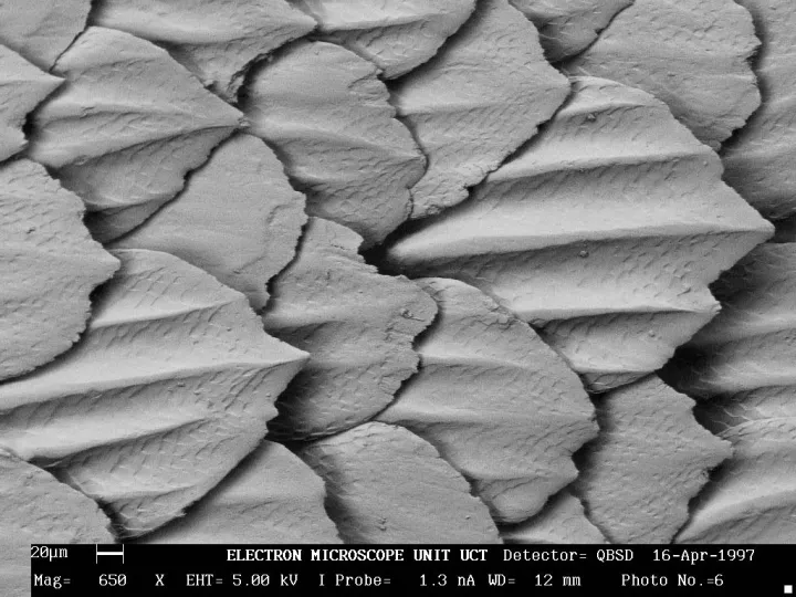 Extreme close-up of great white shark skin denticles.