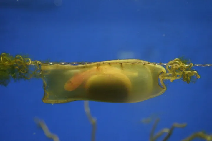 A bamboo shark grows in a thick egg case. Even within the egg case, the embryonic sharks can sense predators nearby and, in response, stop all gill movement and hold still to slip under the radar.
