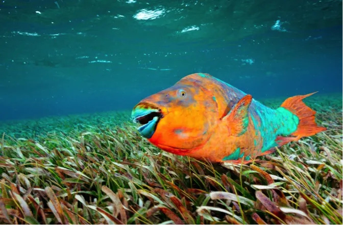 A brightly colored parrotfish swims over a field of seagrass. 