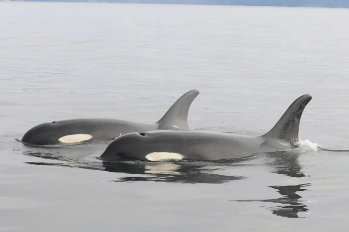 Two Southern Resident killer whales. 