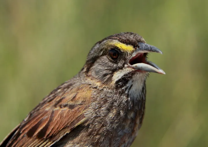 A close-up look of the seaside sparrow. 