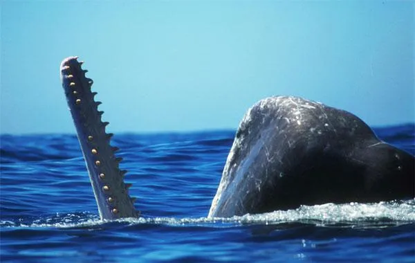 A male sperm whale feeding near the surface. 