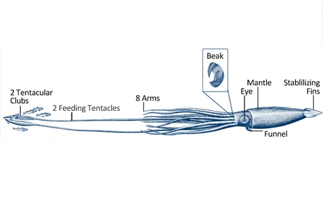 Giant squid have eight arms but use their two long feeding tentacles to seize prey.