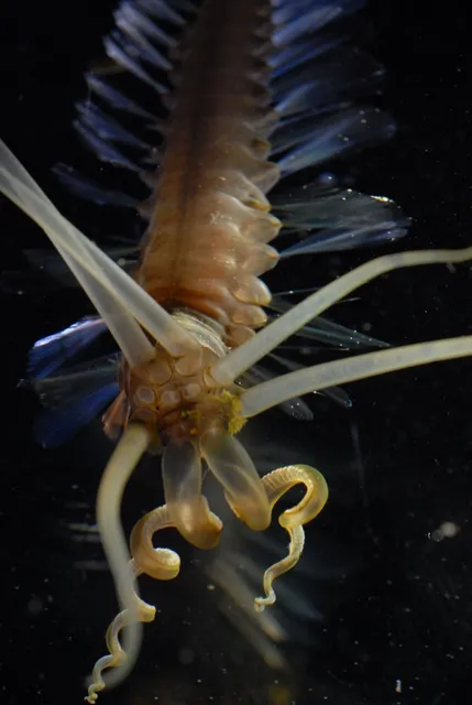 The squidworm has 10 tentacle-like appendages on its head.
