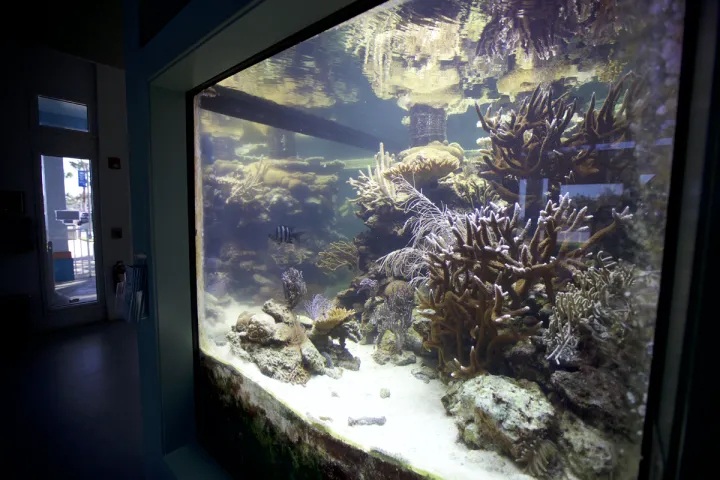 an aquarium with a reef
