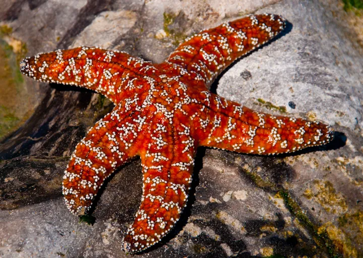 a red sea star