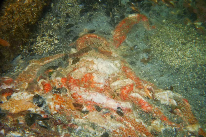 A pile of dissolving sea stars. 