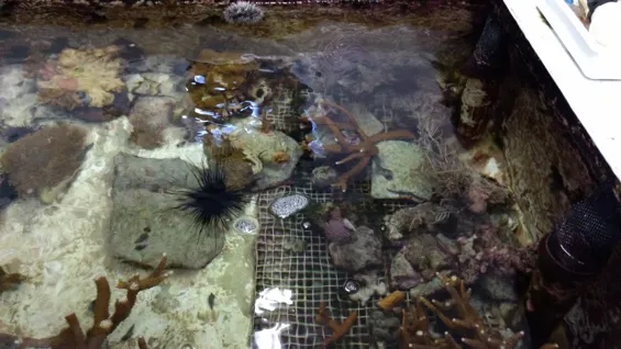 A refugium tank at the St. Lucie County Aquarium. This tank acts as a safe space to grow corals before transferring them to a larger tank. You can see several staghorn coral colonies - it has a branching structure and the white tips indicate healthy, new g