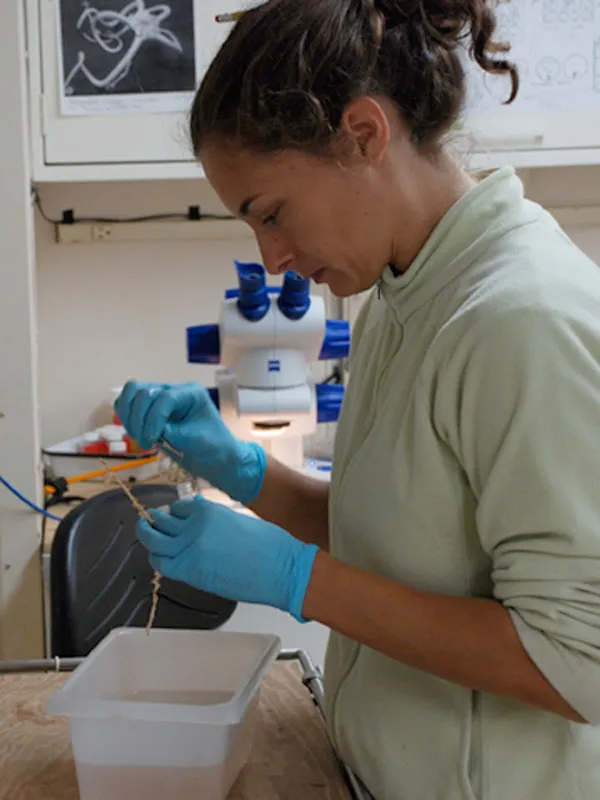 Andrea Quattrini wearing blue gloves and standing over a counter. 