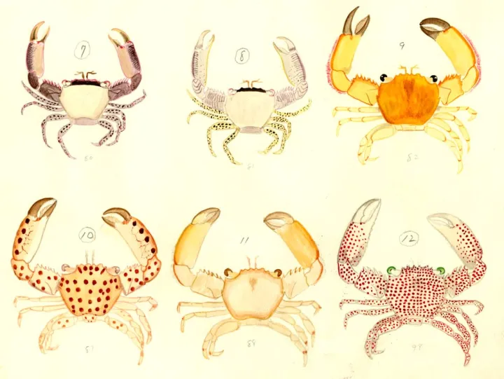 Beautiful crab water colors