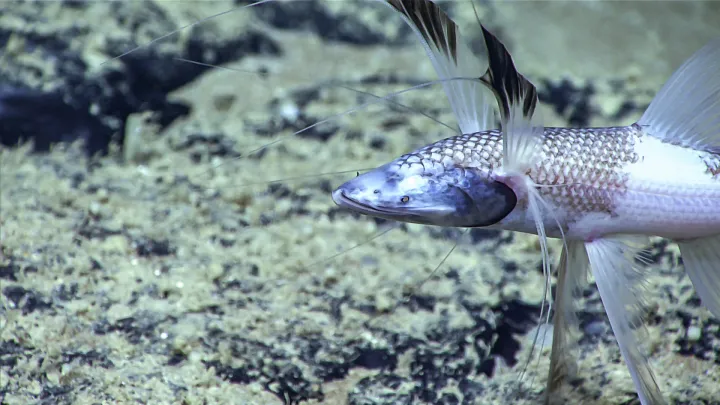 a fish fins that fan around its face