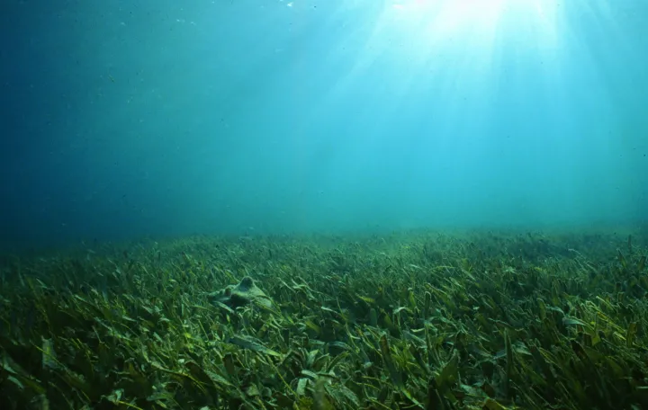 Seagrasses are flowering plants that can form dense underwater meadows and are an important shallow water habitat.