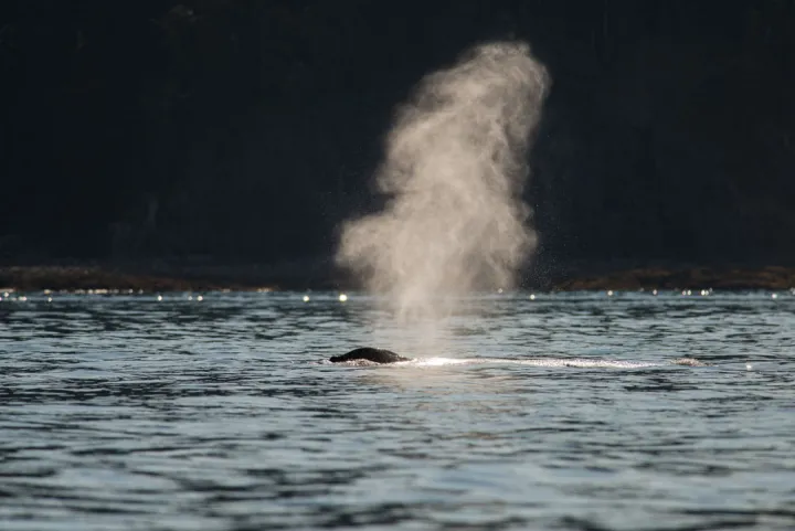 A spout of water travels up from a humpback whale at ocean surface. 