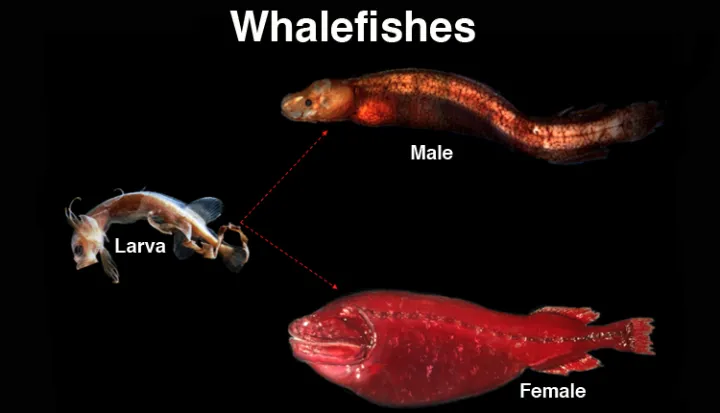 The tapetail is the larva of the family. It transforms into either a male (bignose) or female whalefish.
