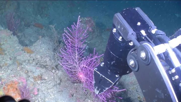a purple sea fan is grabbed by a robotic arm